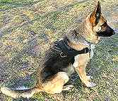 German Shepherd leather dog harness