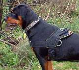 Rottweiler dog harness