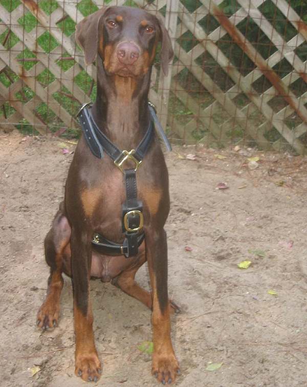 Leather Doberman Harness