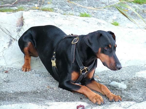 tracking Doberman harness