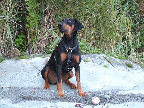 Doberman walking harness