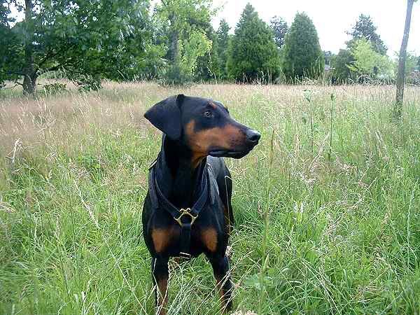 leather Doberman harness