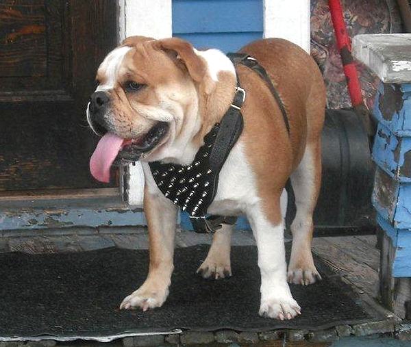 leather spiked dog harness