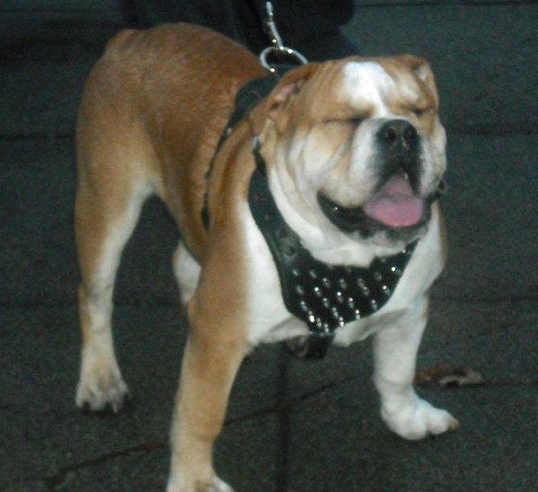 dog harness for English bulldog