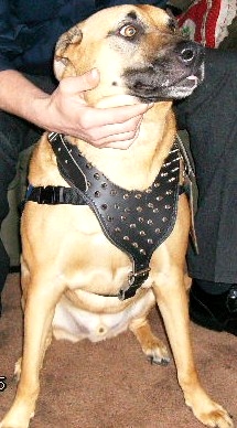 Spiked leather walking dog harness