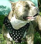 Spiked Walking dog harness