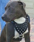 harness for pit bull
