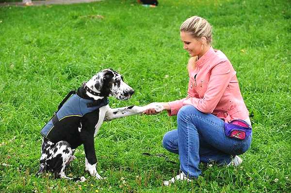 Vest Dog Harness