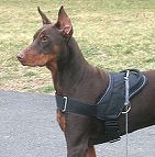 doberman dog harness