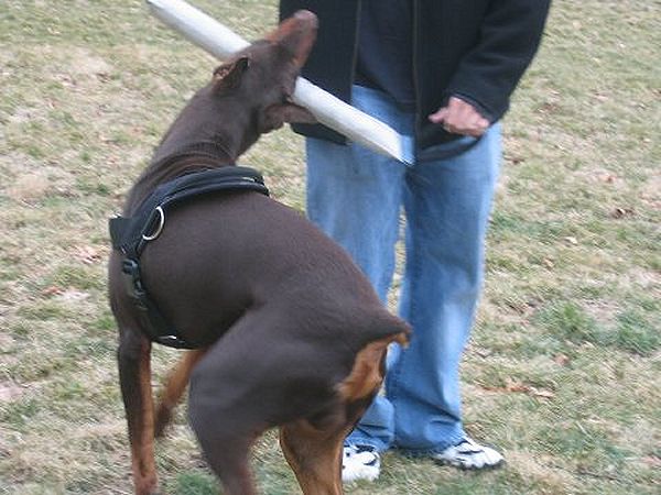 harness for Doberman