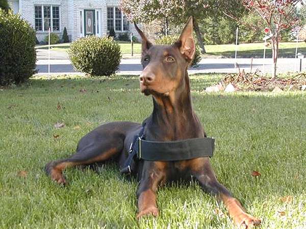 dog harness for Doberman