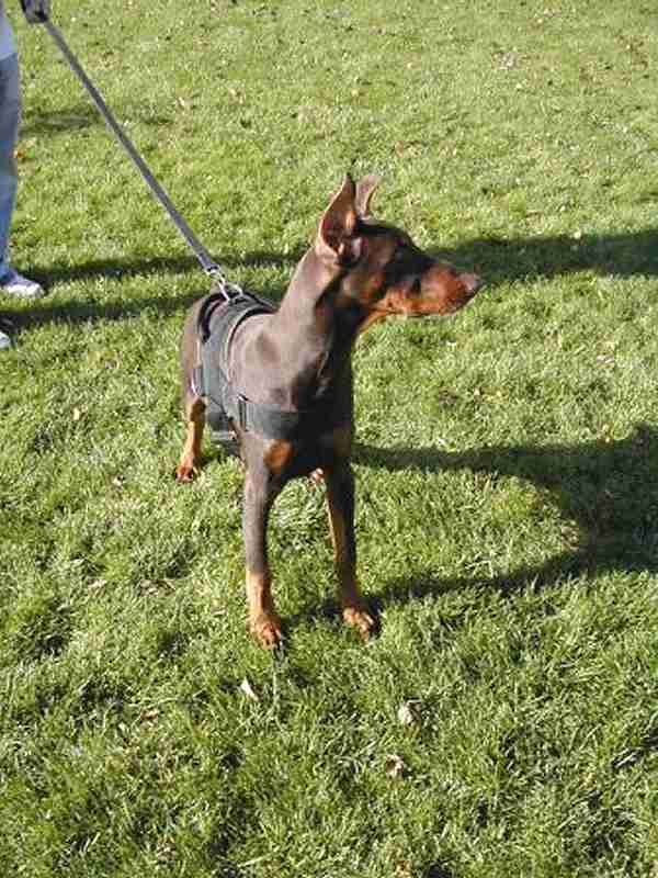 dog training harness on the Doberman