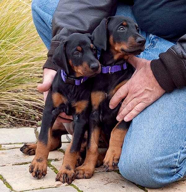 Doberman dog leash