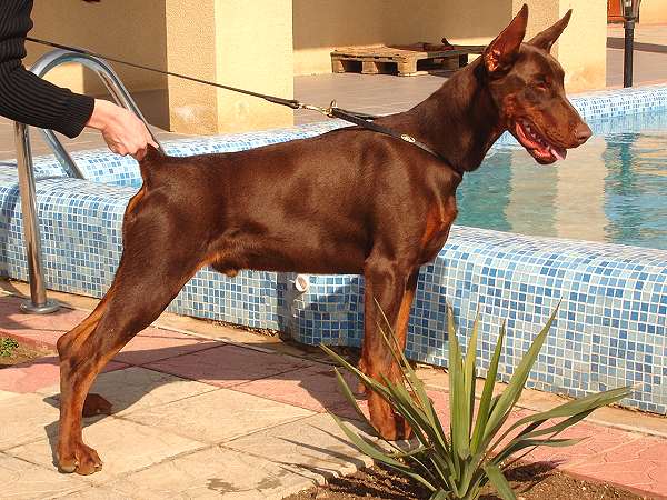 doberman dog leash