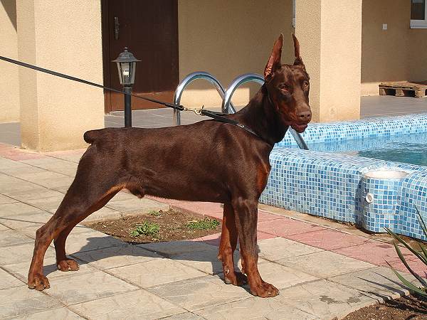 doberman leather dog leash