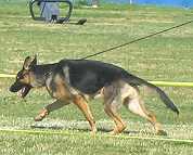 Leather dog leash 