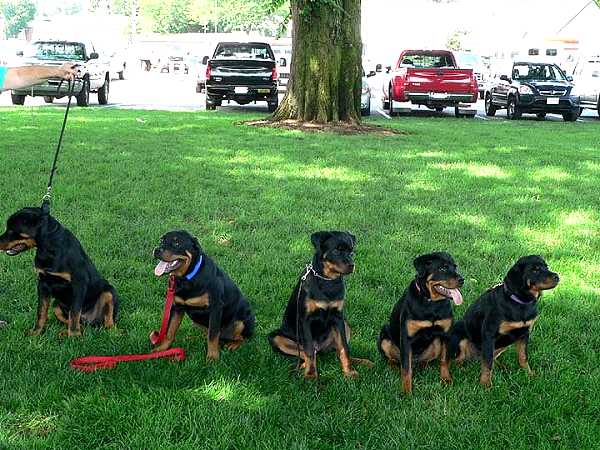 rottweiler leather dog leash