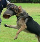 German Shepherd is training with our multifunctional leash attached