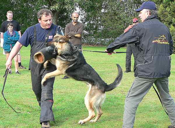 dog leash for training