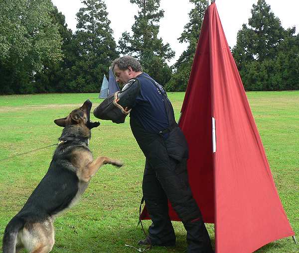dog leash for k9 trainer
