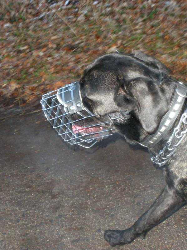 dog training pinch collar