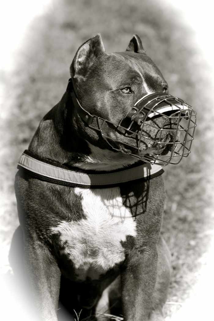 dog Muzzle