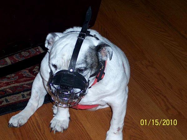 dog muzzle