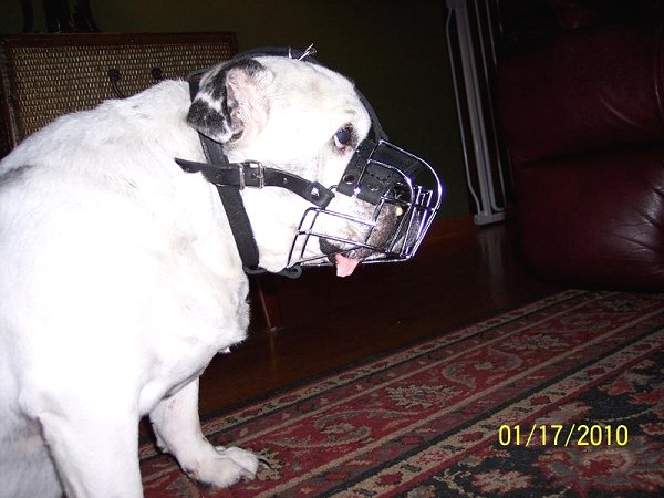 wire basket dog muzzles