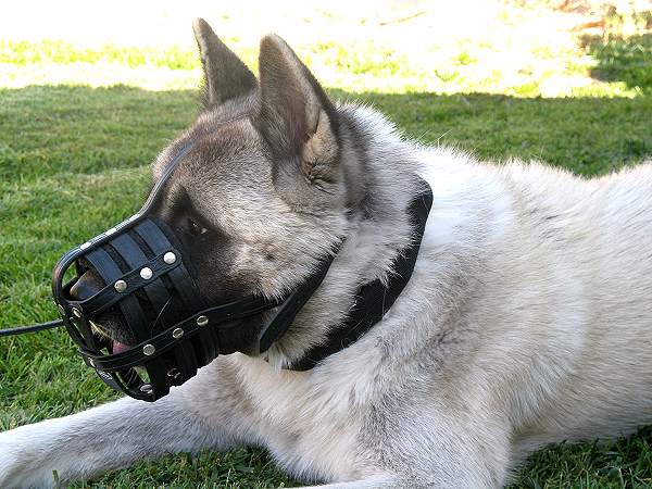 Purchase Leather Basket Dog Muzzle | Adjustable Mesh