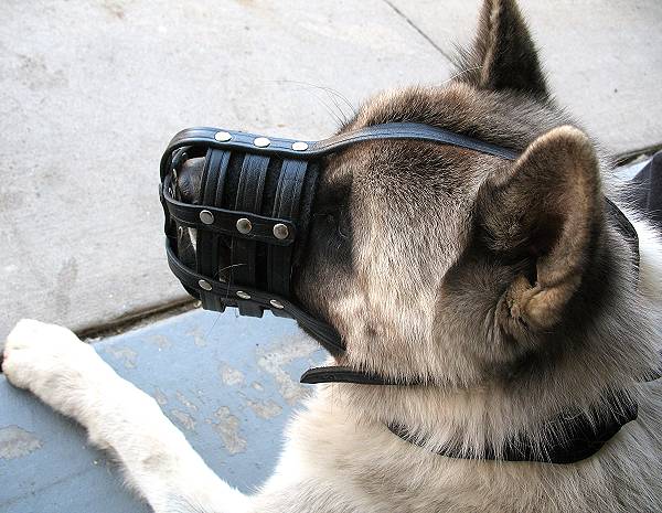 dog training Muzzle