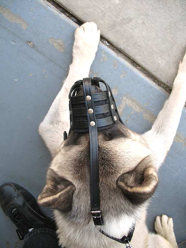 Easy-breathing muzzle for Akita