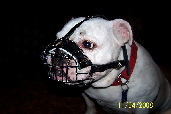 Light Metal Dog Muzzle for Training