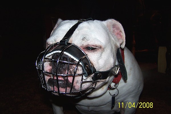 dog training Muzzle