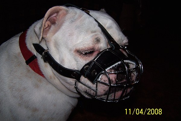 English Bulldog Muzzle