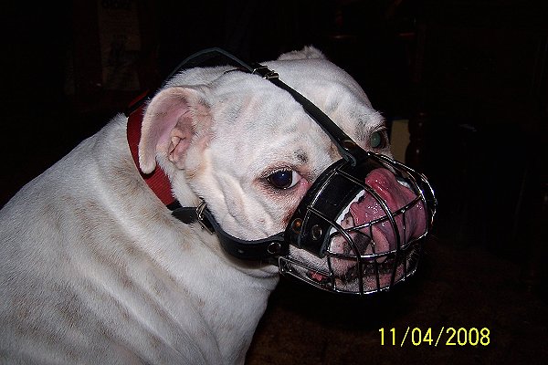 old english bulldog muzzle