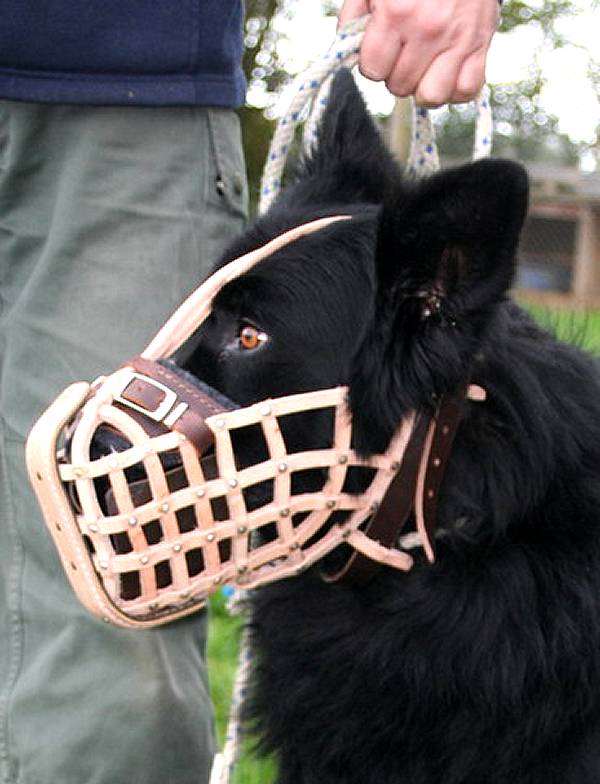 muzzle for Belgian Sheepdog
