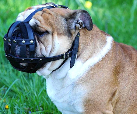 bulldog-leather-dog-muzzle-short-dog-muzzle-english-bulldog-M41-1.jpg