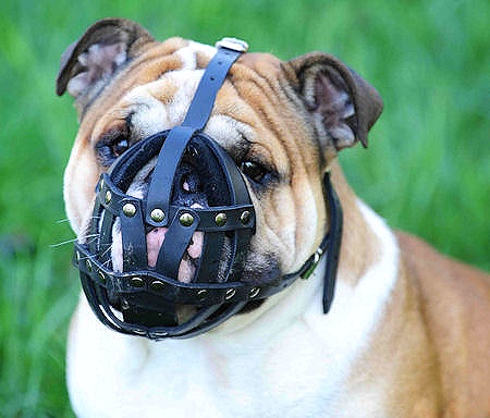 english bulldog muzzle leather