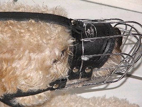 Wire Basket Dog Muzzles