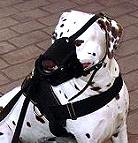 Dalmatian Leather dog muzzle