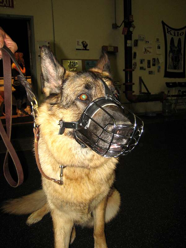 dog training muzzle