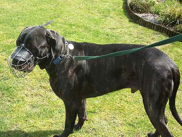 training Great Dane Muzzle