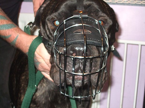 Great Dane Muzzle