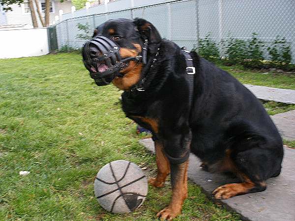 Rottweiler dog Muzzle