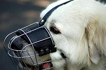 dog muzzle