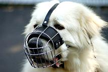 dog muzzle