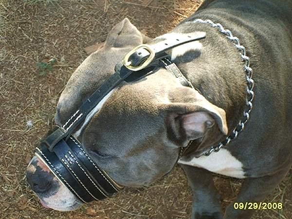 dog training muzzle
