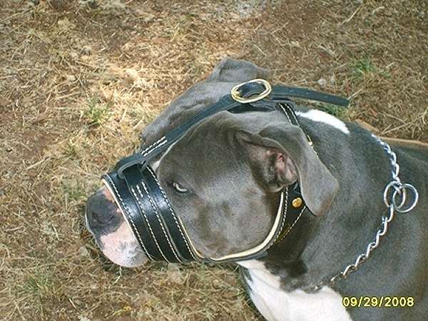 Leather Dog Muzzle