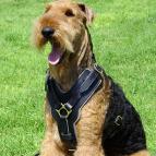 Exclusive Luxury Handcrafted Padded Leather Dog Harness with Brass Hardware .With this Harness Your Airedale Terrier will look like a King