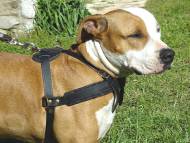 Amstaff dog tracking harness made of leather